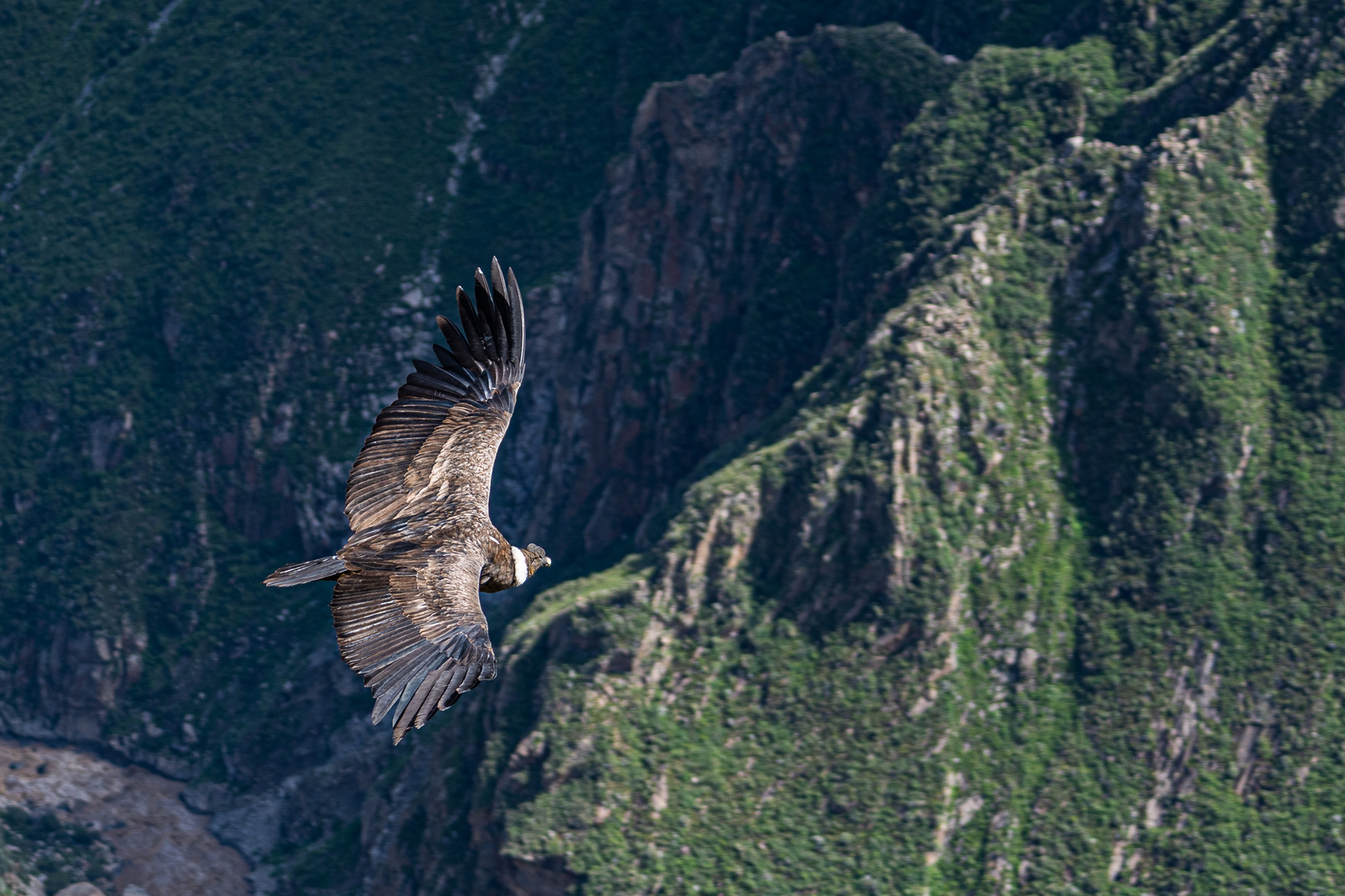 Condor, Colca Canyon