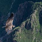 Condor, Colca Canyon