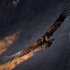 Condor dans le canyon de Colca, Pérou