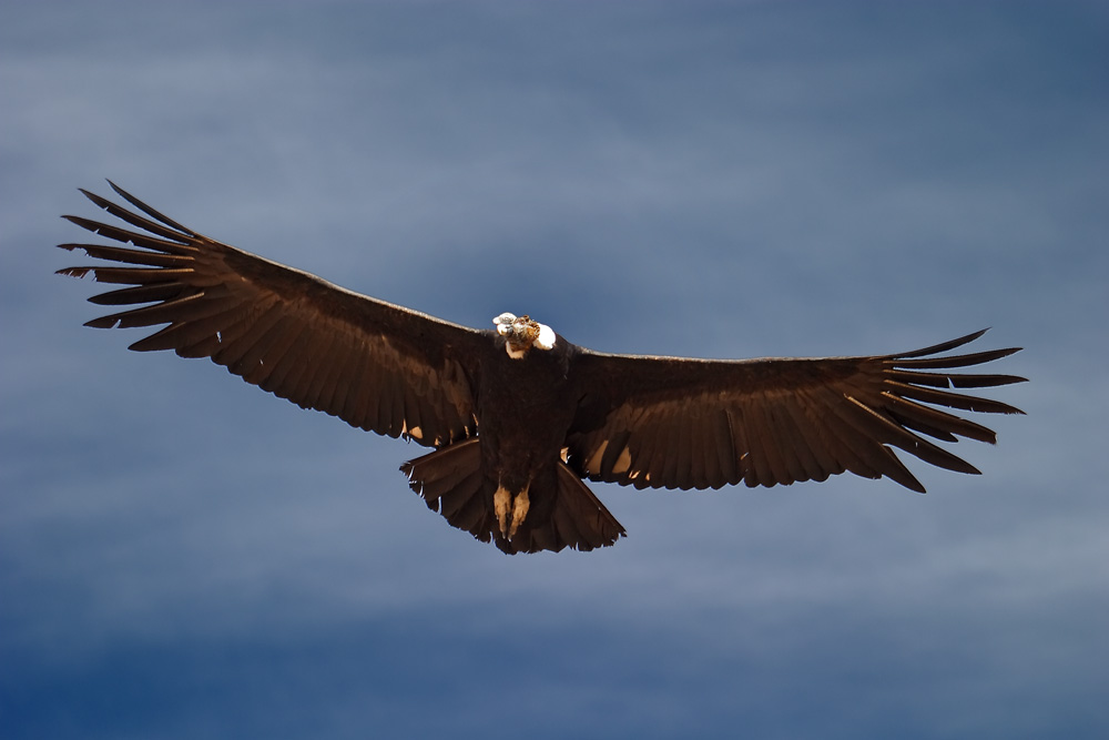 Condor dans le canyon de la Colca, Pérou