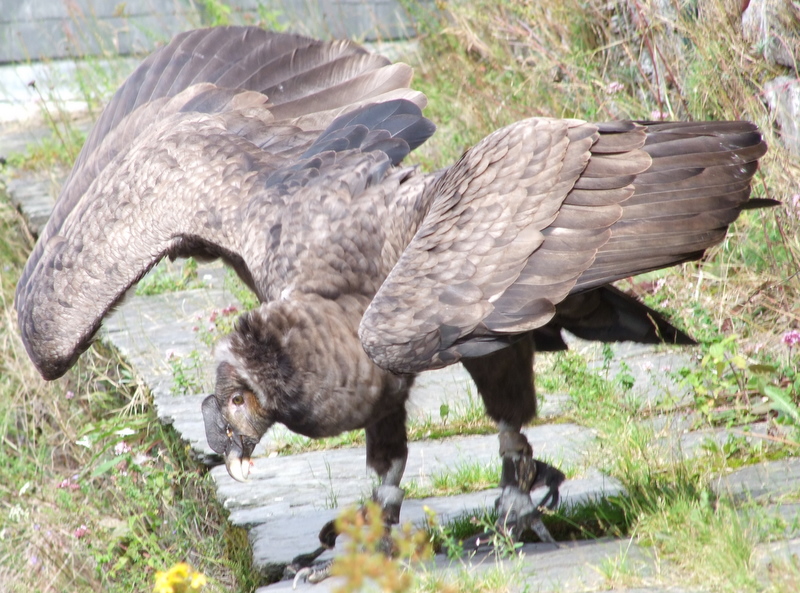 Condor de Andes