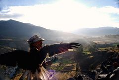 Condor del Colca