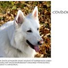 Condor - ein Can.Schäferhund