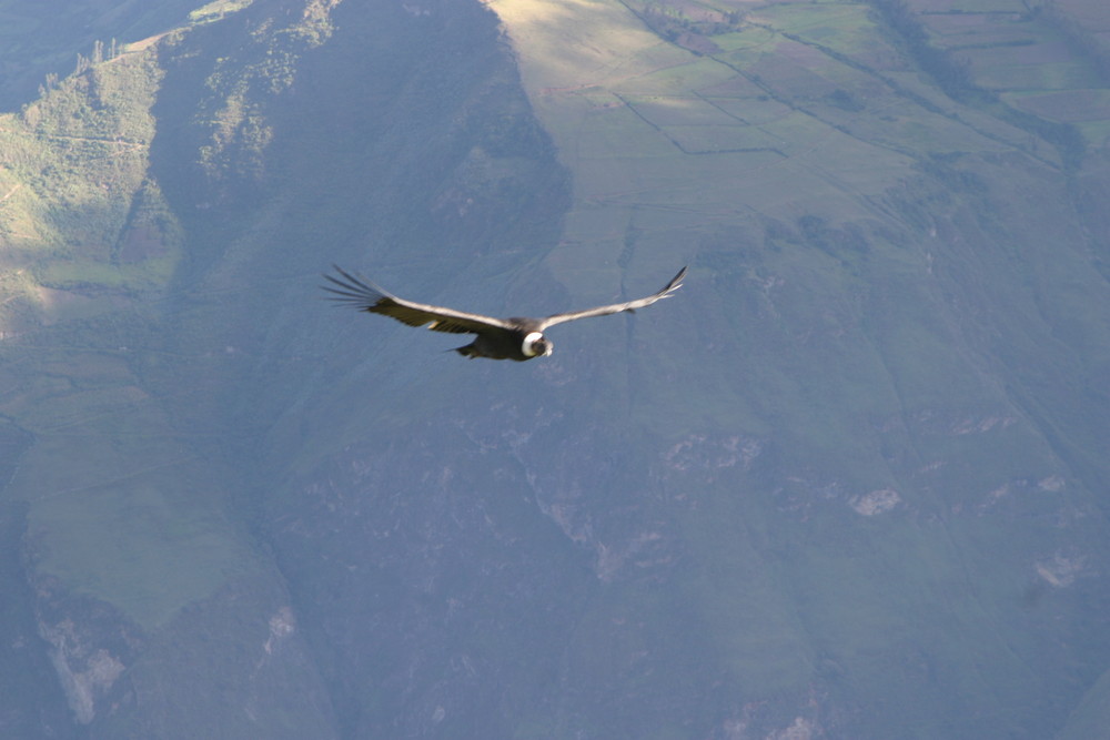 condor en chilca Km.82 en Cusco peru