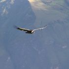 condor en chilca Km.82 en Cusco peru