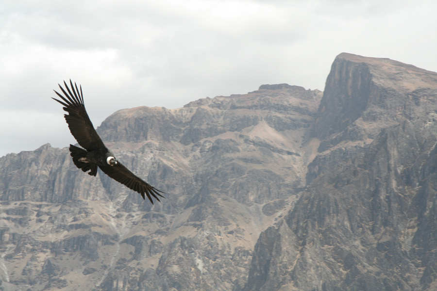 Cóndor en el cañón de colca