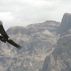 Cóndor en el cañón de colca