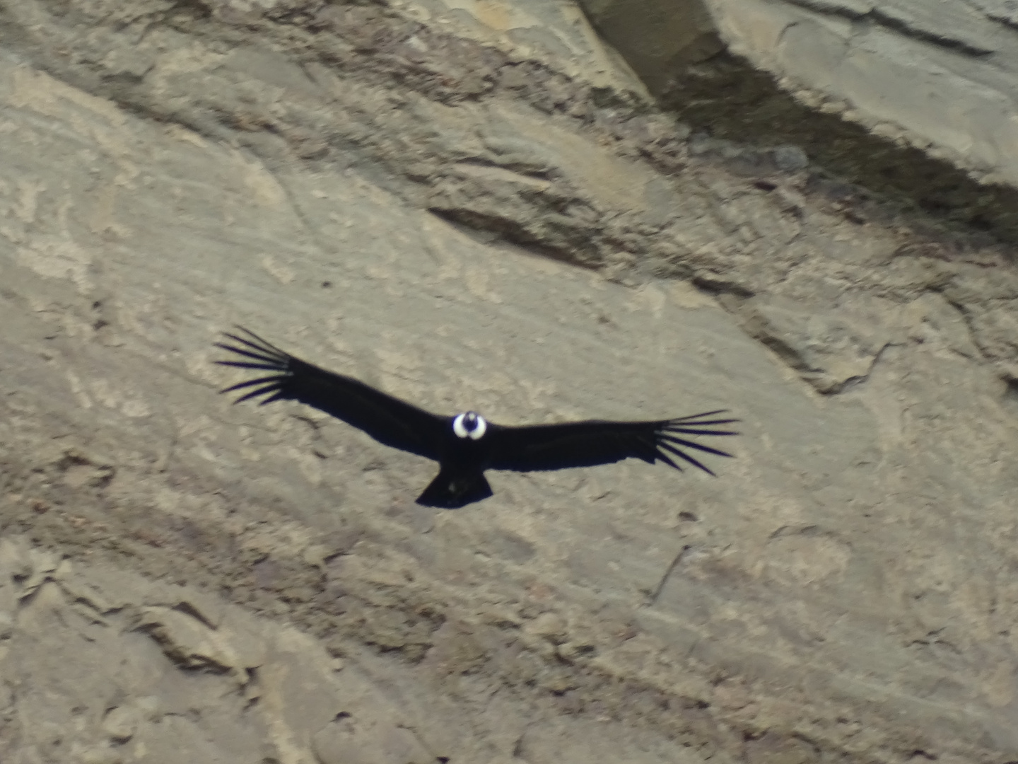 condor en la Sierra Dorotea