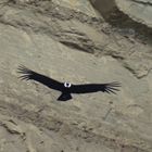 condor en la Sierra Dorotea