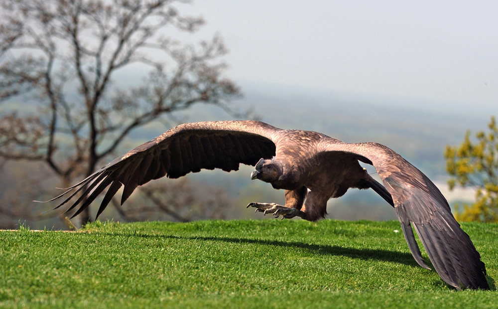 Condor