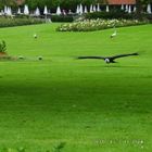 Condor im Anflug