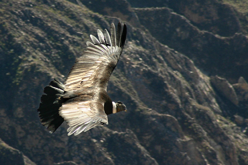 Condor im Canyon de Colca - Peru