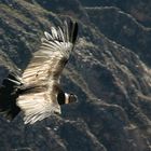 Condor im Canyon de Colca - Peru