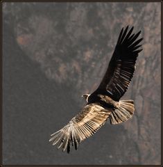 Condor im Colca Canyon - Peru