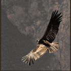 Condor im Colca Canyon - Peru