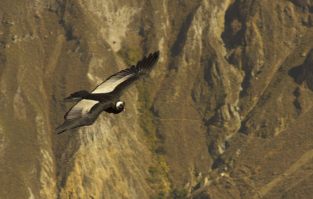 Condor im Colca Canyon (Peru)