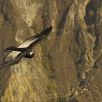 Condor im Colca Canyon (Peru)