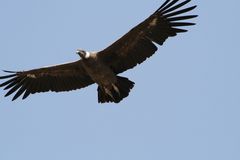 Condor im Flug erwischt