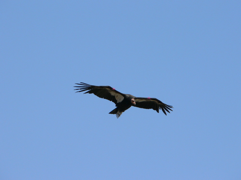 Condor im Landeanflug