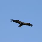 Condor im Landeanflug