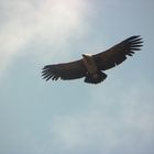 Condor in Gigant der Lüfte
