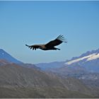 CONDOR JUVENIL EN LA CORDILLERA DE CHILLAN