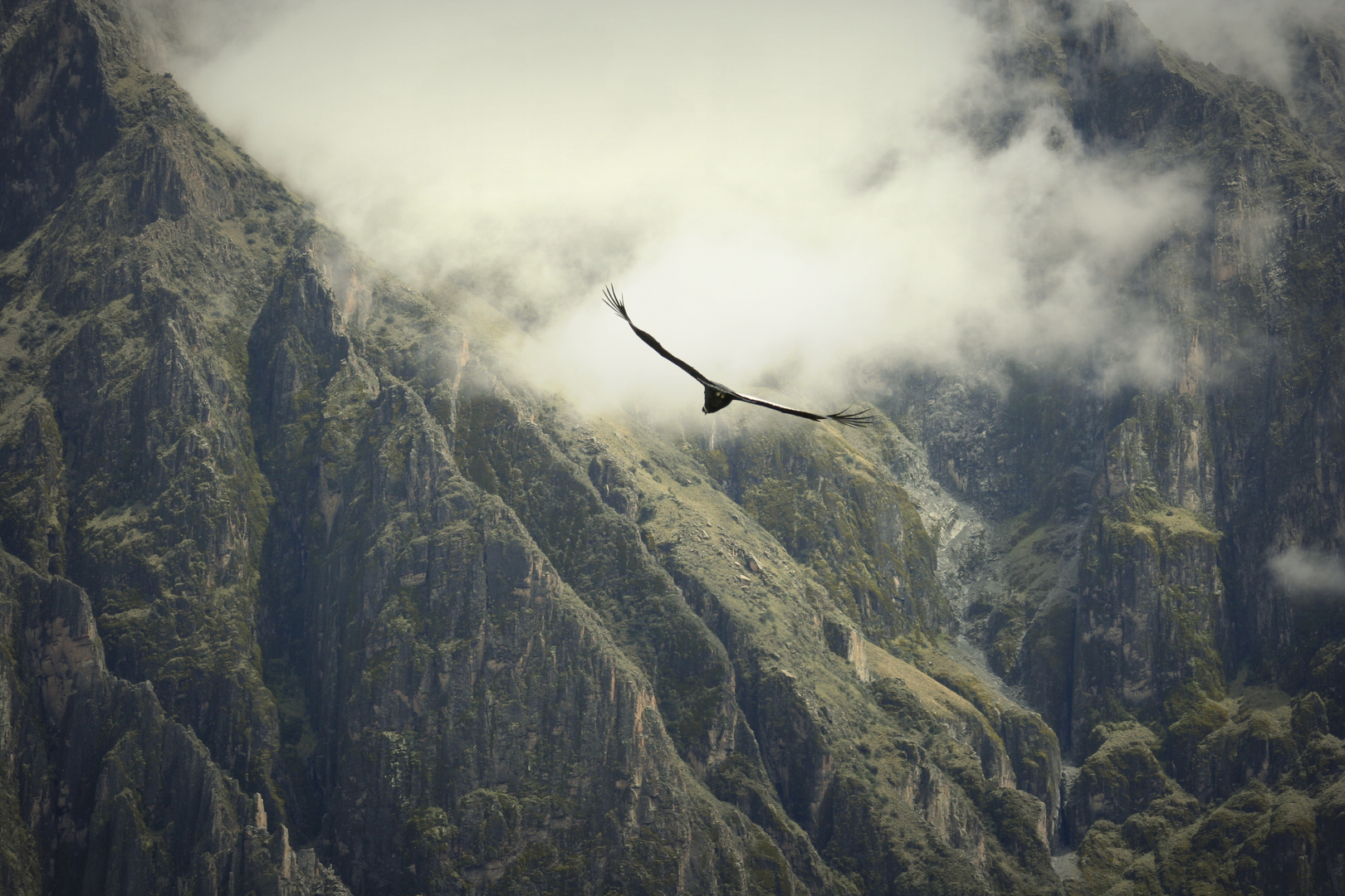 Condor menos zoom