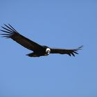 Condor- Peru