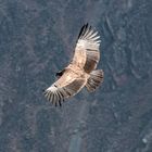 Condor über dem Colca Canyon - Peru
