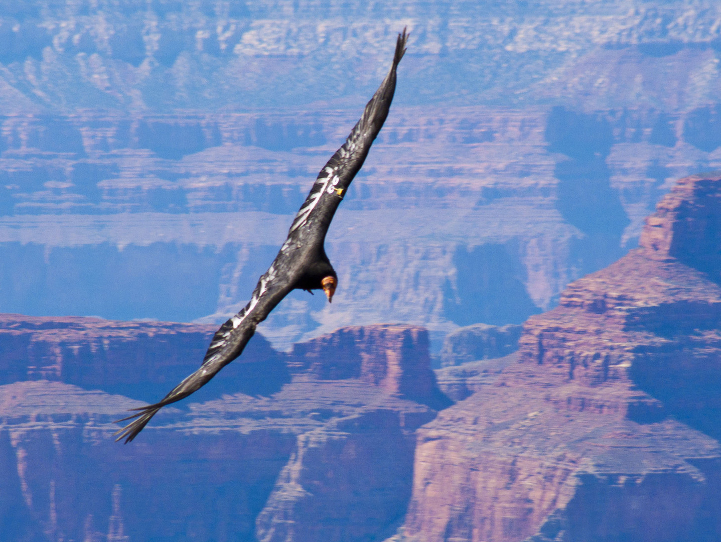 Condor über dem GC