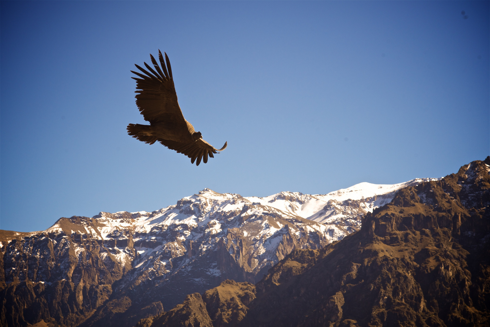 Condor über den Anden am Colca-Canyon