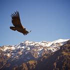 Condor über den Anden am Colca-Canyon