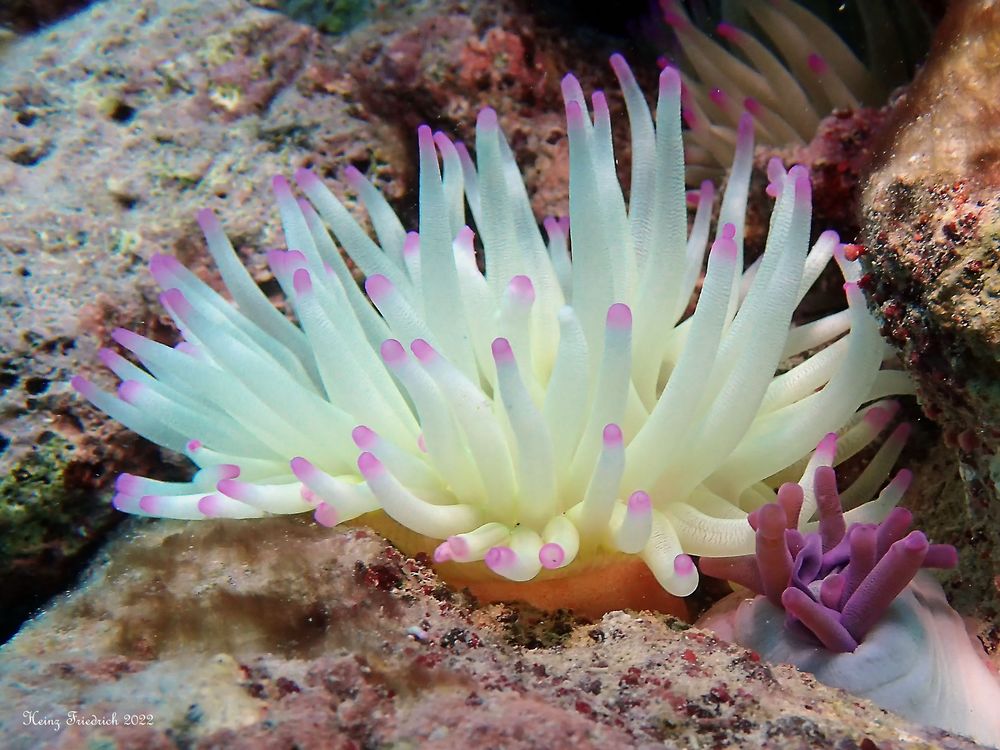 Condylactis gigantea Foto & Bild tiere, wildlife, unterwasser Bilder