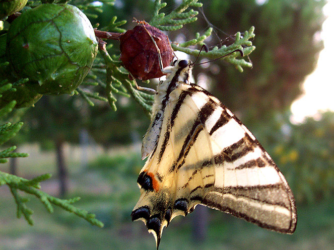 Cone, butterfly and ant