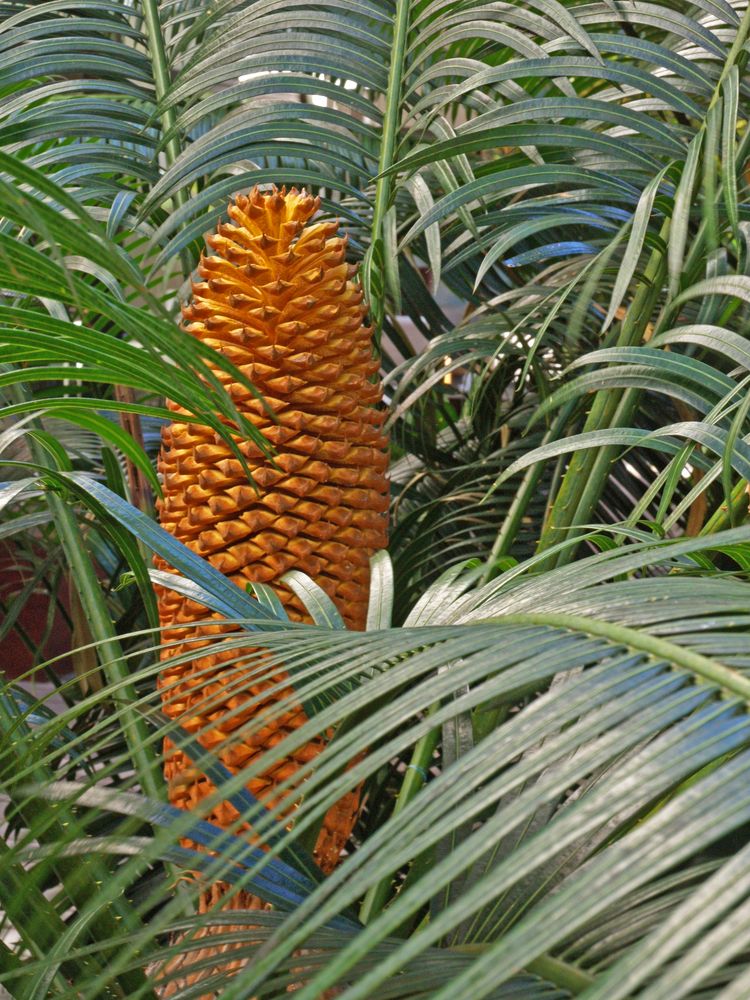 Cône d’un cyca du Japon mâle -- Cone eines männlichen König Sago-Palmenbäumes
