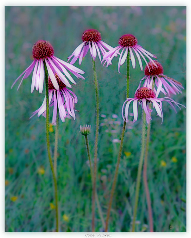 Cone Flowers