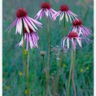 Cone Flowers