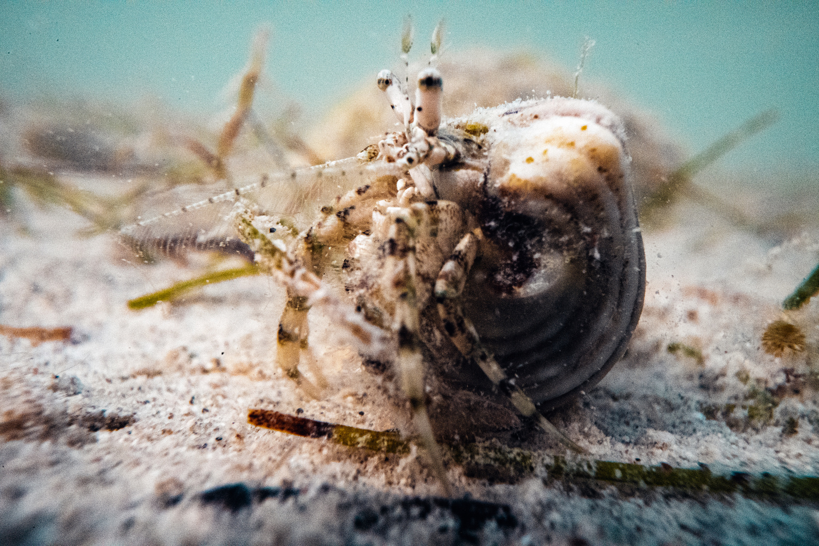  Cone snail