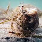  Cone snail