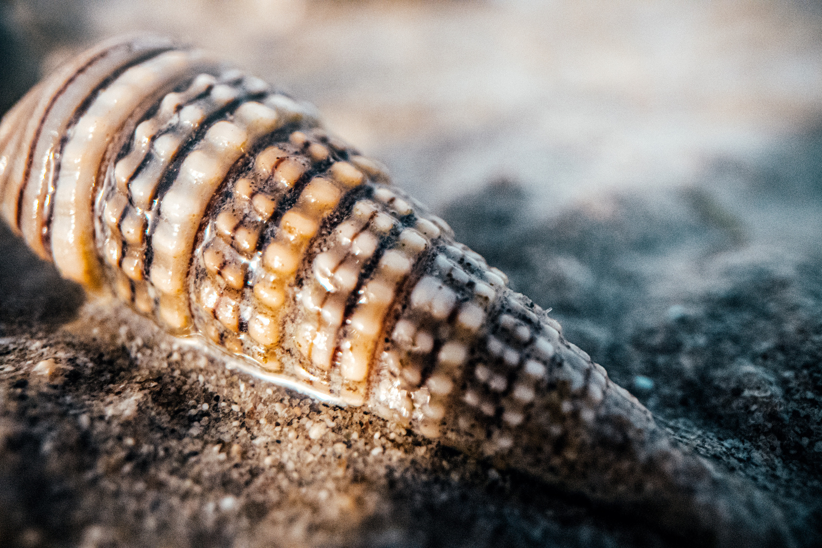  Cone snail