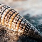  Cone snail