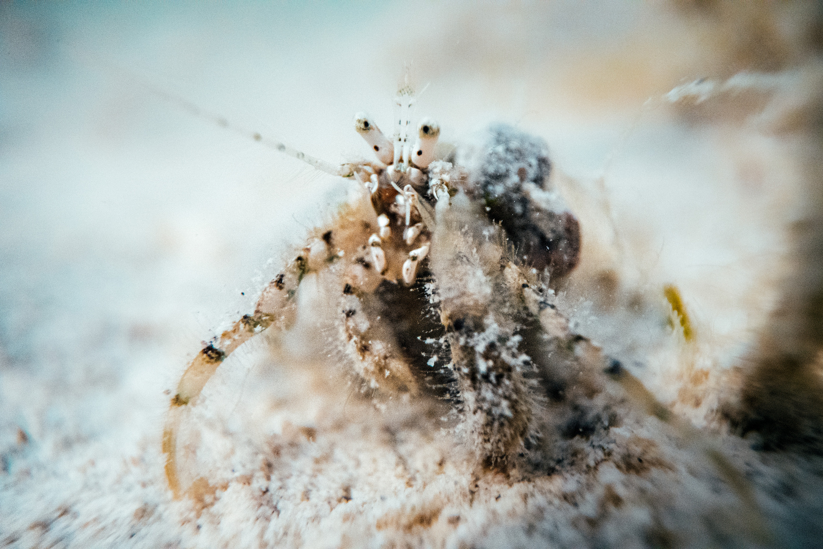  Cone snail