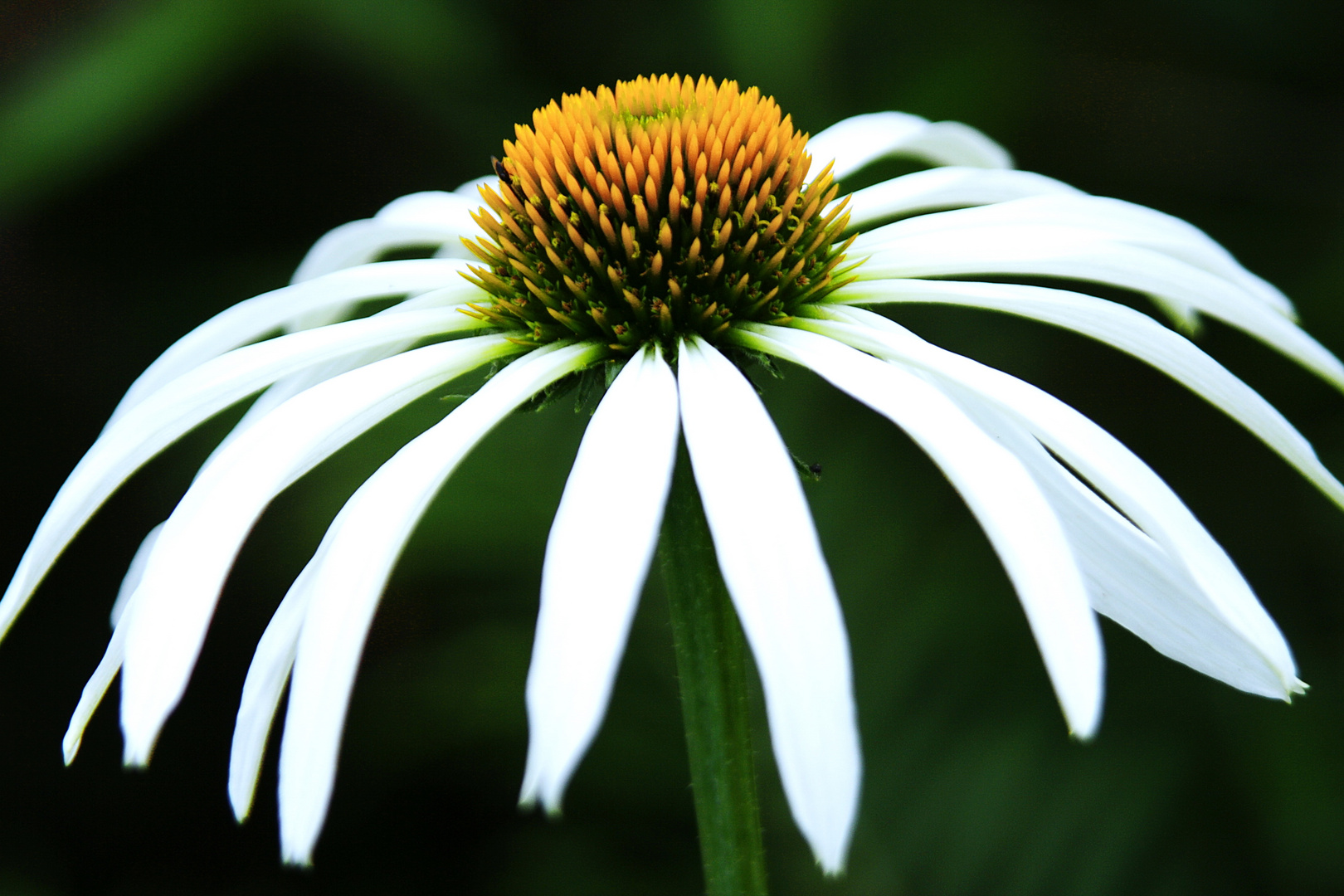 coneflower