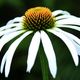 coneflower