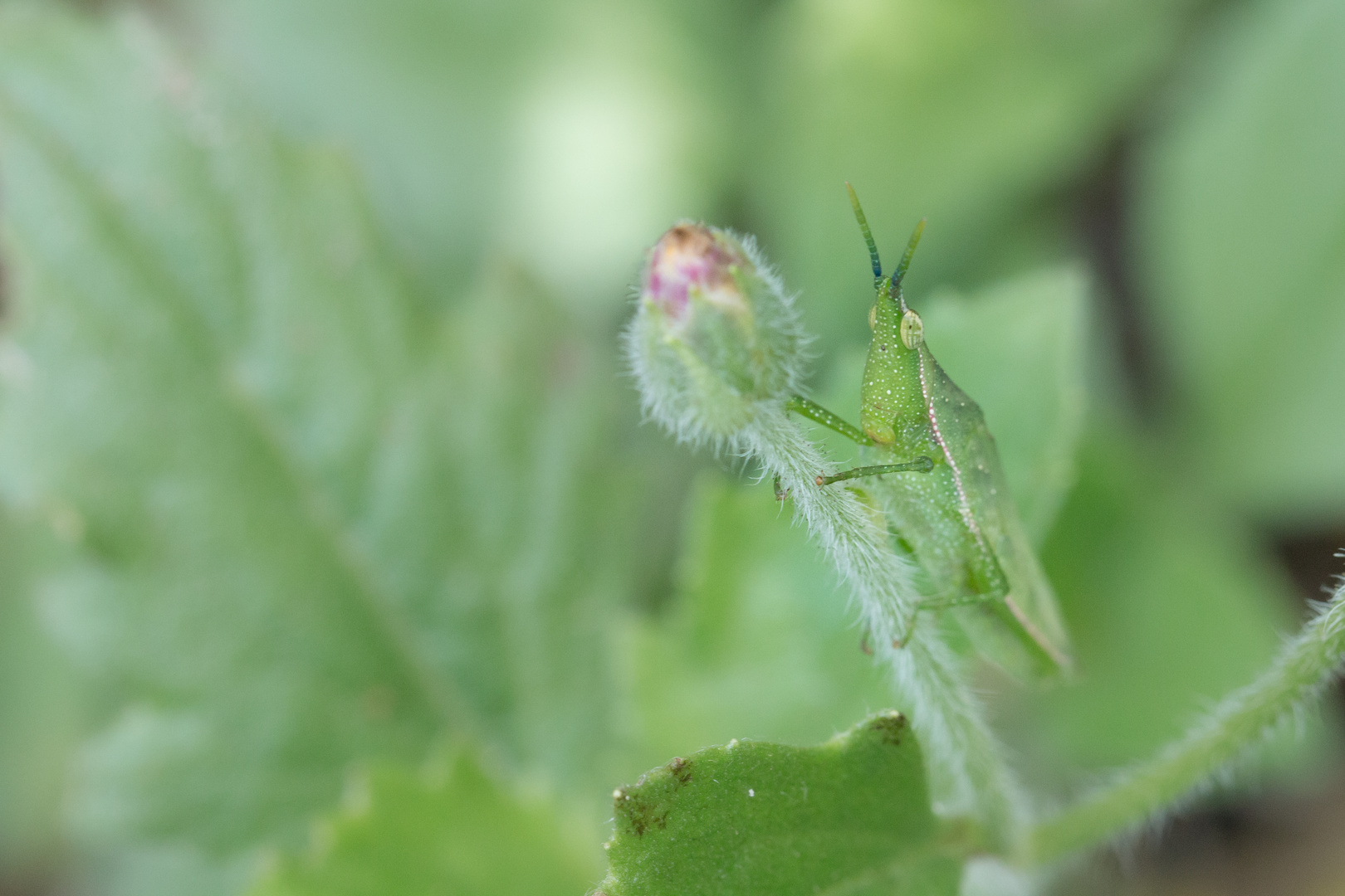 conehead grasshopper