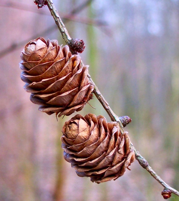 Cones