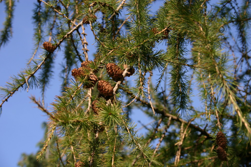 Cones in the sky