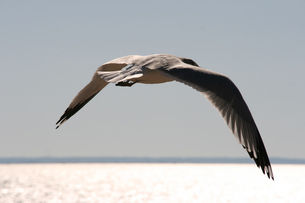 Coney Seagull