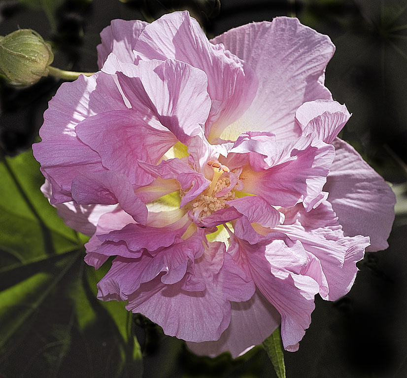 'Confederate Rose'