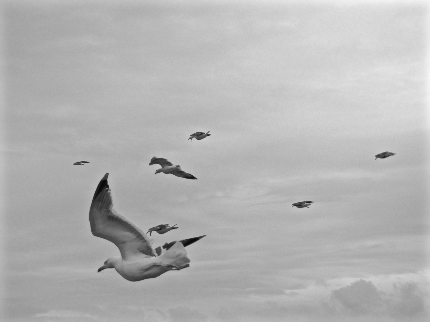 Conference of the birds, Sardegna